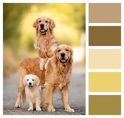 Puppy Family Golden Retriever Image